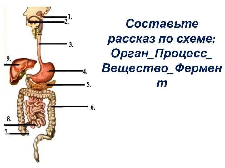 Составьте рассказ по схеме: Орган_Процесс_ Вещество_Фермент