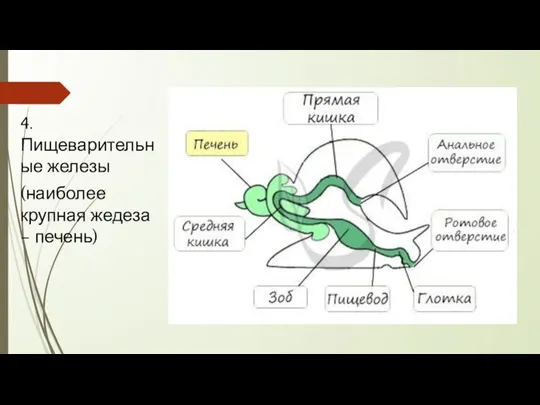 4. Пищеварительные железы (наиболее крупная жедеза – печень)