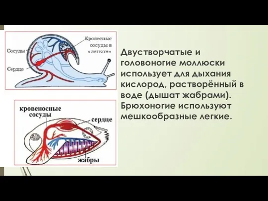 Двустворчатые и головоногие моллюски использует для дыхания кислород, растворённый в воде (дышат