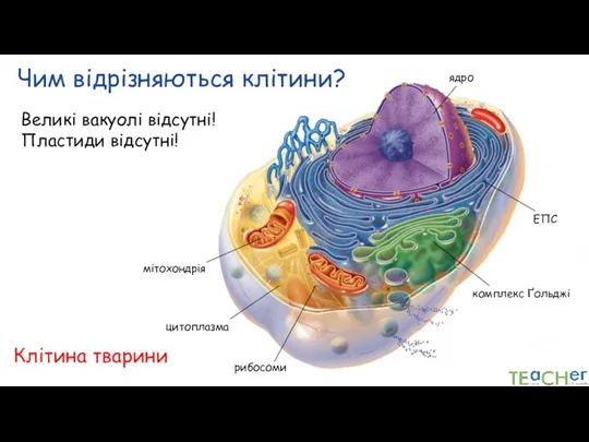 Клітина тварини ядро цитоплазма ЕПС Чим відрізняються клітини? Великі вакуолі відсутні! Пластиди відсутні!