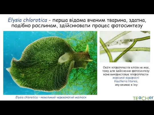 Elysia chlorotica - перша відома вченим тварина, здатна, подібно рослинам, здійснювати процес