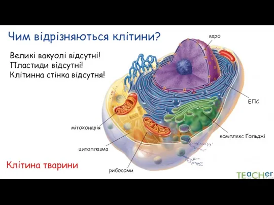 Чим відрізняються клітини? Клітина тварини ядро цитоплазма ЕПС Великі вакуолі відсутні! Пластиди відсутні! Клітинна стінка відсутня!
