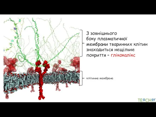 клітинна мембрана З зовнішнього боку плазматичної мембрани тваринних клітин знаходиться нещільне покриття – глікокалікс