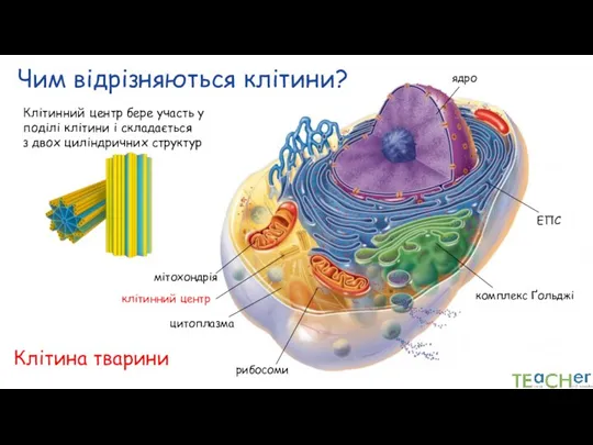 Чим відрізняються клітини? Клітина тварини ядро цитоплазма ЕПС клітинний центр Клітинний центр
