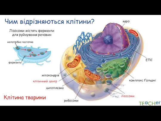 Чим відрізняються клітини? Клітина тварини ядро цитоплазма ЕПС клітинний центр Лізосоми містять