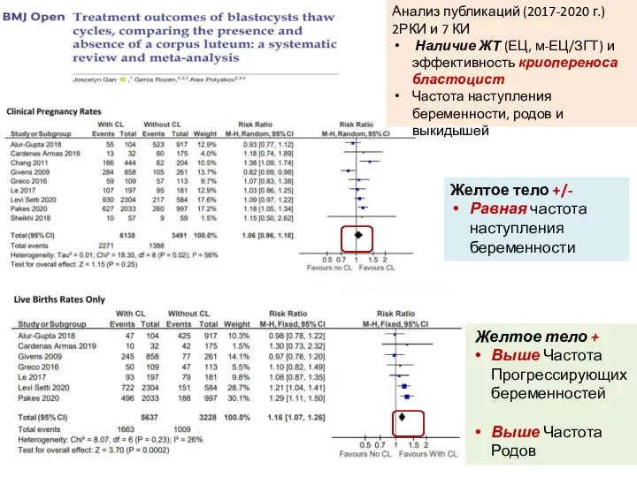 Желтое тело +/- Равная частота наступления беременности Желтое тело + Выше Частота