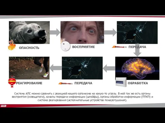 ОПАСНОСТЬ ВОСПРИЯТИЕ ОБРАБОТКА РЕАГИРОВАНИЕ ПЕРЕДАЧА ПЕРЕДАЧА Систему АПС можно сравнить с реакцией