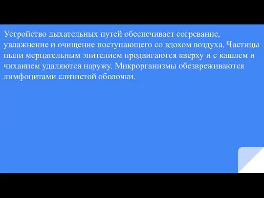 Устройство дыхательных путей обеспечивает согревание, увлажнение и очищение поступающего со вдохом воздуха.