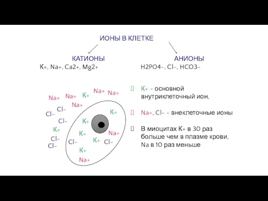 ИОНЫ В КЛЕТКЕ КАТИОНЫ К+, Na+, Ca2+, Mg2+ АНИОНЫ H2PO4-, Cl-, HCO3-