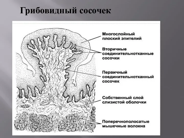 Грибовидный сосочек