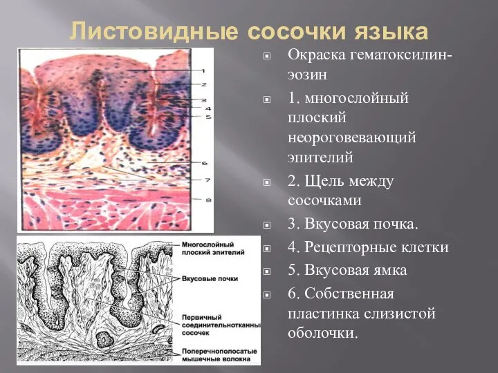 Листовидные сосочки языка Окраска гематоксилин-эозин 1. многослойный плоский неороговевающий эпителий 2. Щель