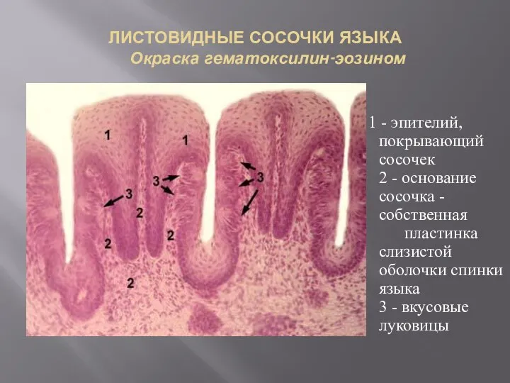 ЛИСТОВИДНЫЕ СОСОЧКИ ЯЗЫКА Окраска гематоксилин-эозином 1 - эпителий, покрывающий сосочек 2 -