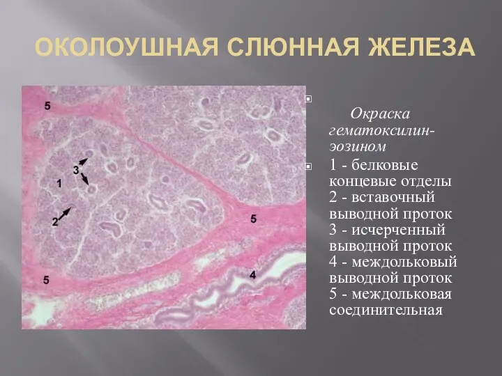 ОКОЛОУШНАЯ СЛЮННАЯ ЖЕЛЕЗА Окраска гематоксилин-эозином 1 - белковые концевые отделы 2 -