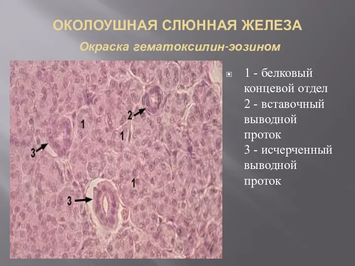ОКОЛОУШНАЯ СЛЮННАЯ ЖЕЛЕЗА Окраска гематоксилин-эозином 1 - белковый концевой отдел 2 -
