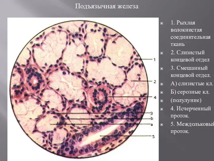 Подъязычная железа 1. Рыхлая волокнистая соединительная ткань 2. Слизистый концевой отдел 3.