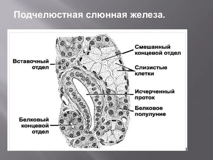 Подчелюстная слюнная железа.