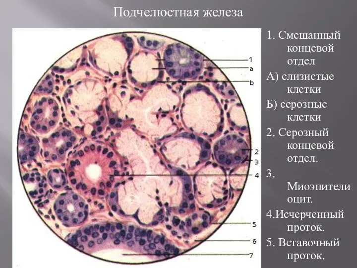 Подчелюстная железа 1. Смешанный концевой отдел А) слизистые клетки Б) серозные клетки