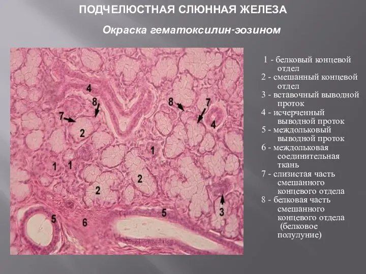 ПОДЧЕЛЮСТНАЯ СЛЮННАЯ ЖЕЛЕЗА Окраска гематоксилин-эозином 1 - белковый концевой отдел 2 -