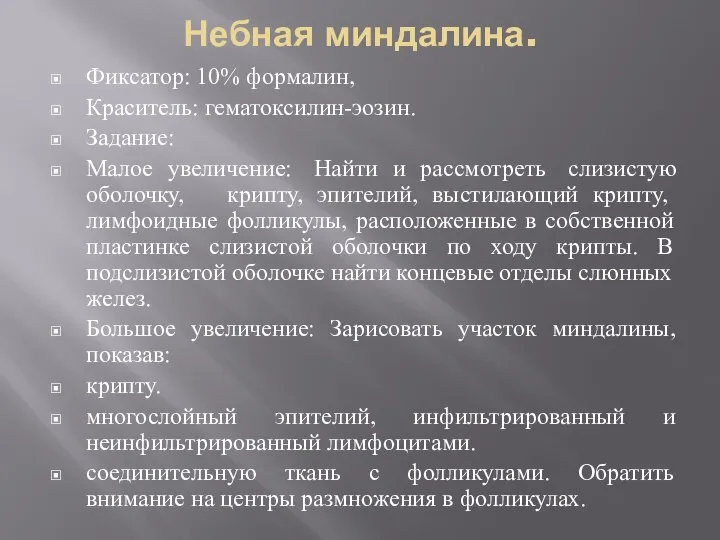 Небная миндалина. Фиксатор: 10% формалин, Краситель: гематоксилин-эозин. Задание: Малое увеличение: Найти и