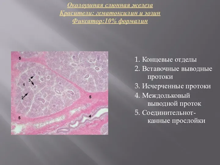 Околоушная слюнная железа Красители: гематоксилин и эозин Фиксатор:10% формалин 1. Концевые отделы