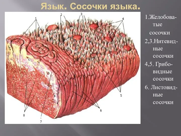 Язык. Сосочки языка. 1.Желобова-тые сосочки 2,3.Нитевид-ные сосочки 4,5. Грибо-видные сосочки 6. Листовид-ные сосочки