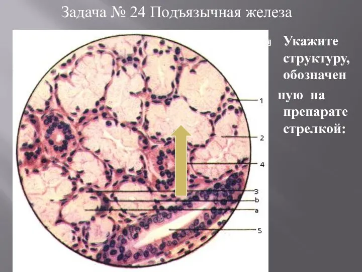 Задача № 24 Подъязычная железа Укажите структуру, обозначен ную на препарате стрелкой: