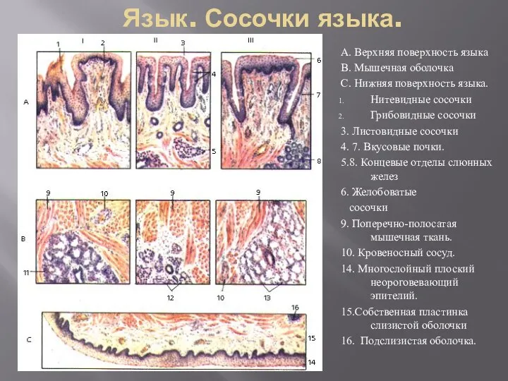 Язык. Сосочки языка. А. Верхняя поверхность языка В. Мышечная оболочка С. Нижняя