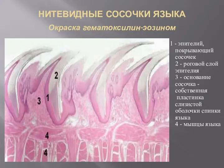 НИТЕВИДНЫЕ СОСОЧКИ ЯЗЫКА Окраска гематоксилин-эозином 1 - эпителий, покрывающий сосочек 2 -