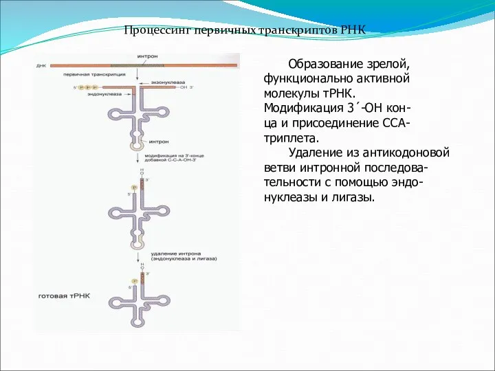 Процессинг первичных транскриптов РНК Образование зрелой, функционально активной молекулы тРНК. Модификация 3´-ОН
