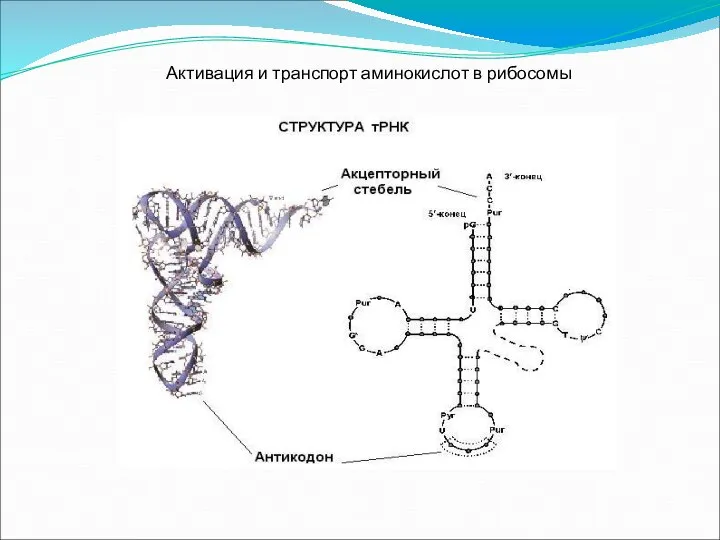 Активация и транспорт аминокислот в рибосомы