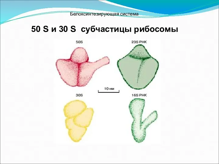 Белоксинтезирующая система 50 S и 30 S субчастицы рибосомы