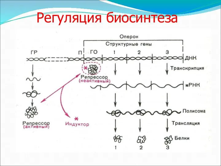 Регуляция биосинтеза