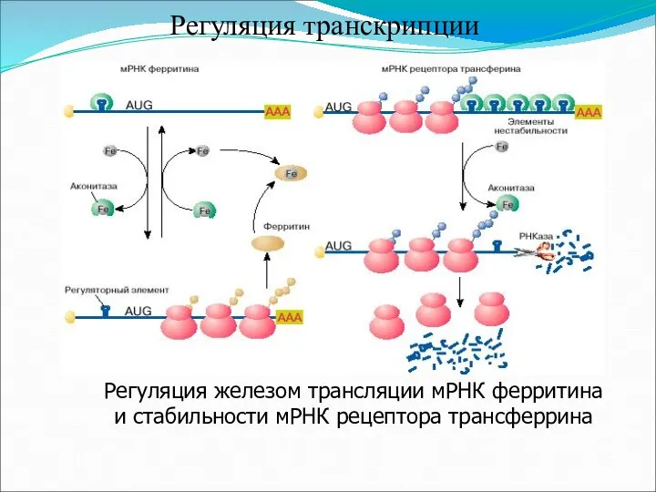 Регуляция транскрипции Регуляция железом трансляции мРНК ферритина и стабильности мРНК рецептора трансферрина
