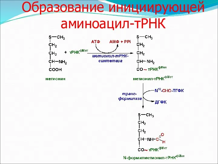 Образование инициирующей аминоацил-тРНК