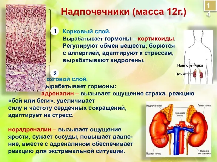 Мозговой слой. Вырабатывает гормоны: адреналин – вызывает ощущение страха, реакцию «бей или