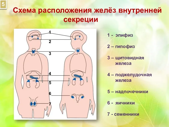 Схема расположения желёз внутренней секреции 1 2 3 4 5 6 1