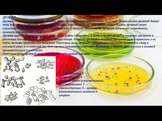 ДРОЖЖИ Дрожжи — одноклеточные неподвижные микроорганизмы размером не более 10-15 мкм. Форма