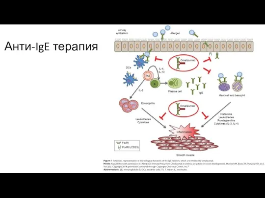 Анти-IgE терапия