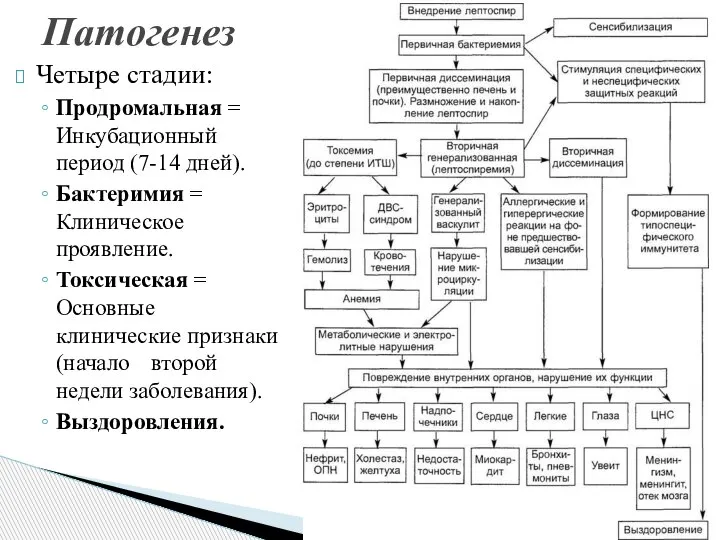 Патогенез Четыре стадии: Продромальная = Инкубационный период (7-14 дней). Бактеримия = Клиническое