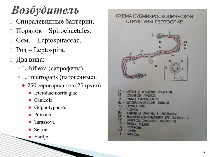 Спиралевидные бактерии. Порядок – Spirochaetales. Сем. – Leptospiraceae. Род – Leptospira. Два