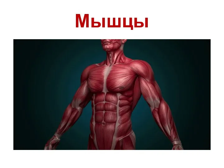 Мышцы