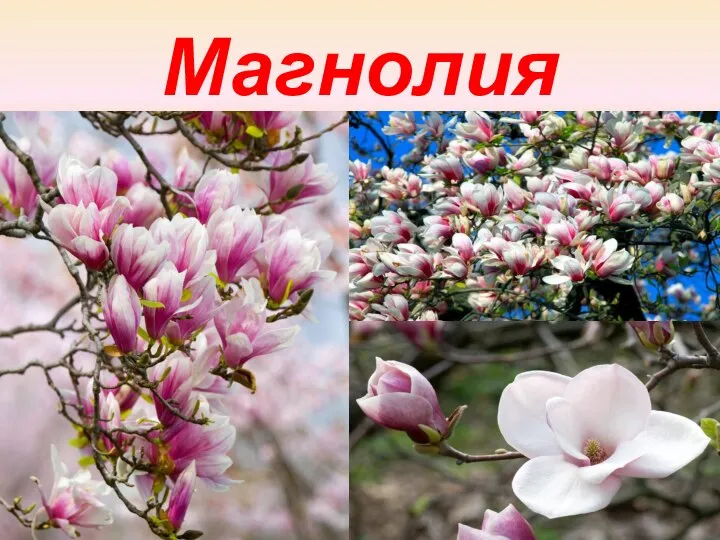 Магнолия