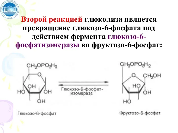 Второй реакцией глюколиза является превращение глюкозо-6-фосфата под действием фермента глюкозо-6-фосфатизомеразы во фруктозо-6-фосфат: