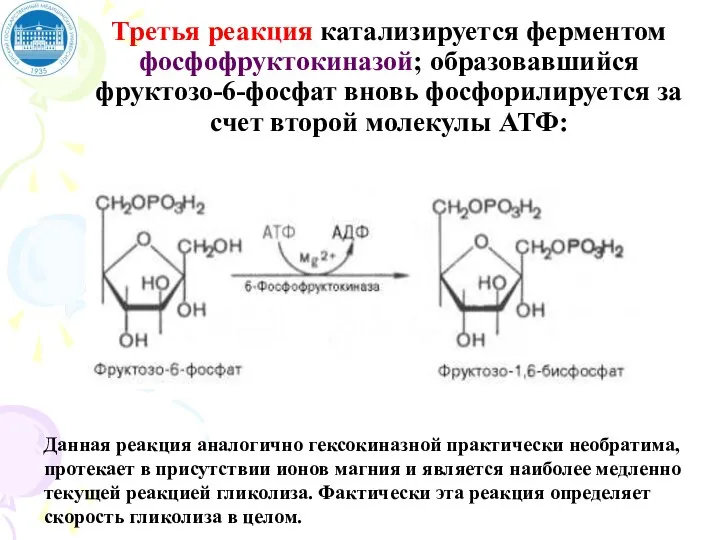 Третья реакция катализируется ферментом фосфофруктокиназой; образовавшийся фруктозо-6-фосфат вновь фосфорилируется за счет второй