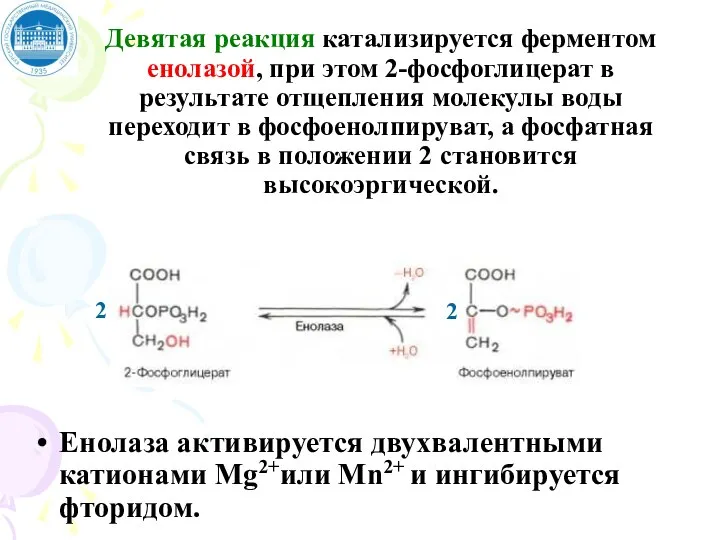 Девятая реакция катализируется ферментом енолазой, при этом 2-фосфоглицерат в результате отщепления молекулы