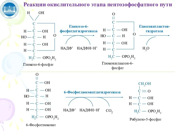 НАДФ+ НАДФН+Н+ Глюкозо-6-фосфатдегидрогеназа Глюконатлактон-гидратаза Н2О НАДФ+ НАДФН+Н+ 6-Фосфоглюконатдегидрогеназа СО2 Реакции окислительного этапа пентозофосфатного пути