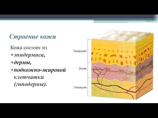 Строение кожи Кожа состоит из эпидермиса, дермы, подкожно-жировой клетчатки (гиподермы).