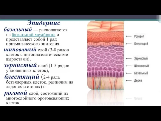 Эпидермис базальный — располагается на базальной мембране и представляет собой 1 ряд
