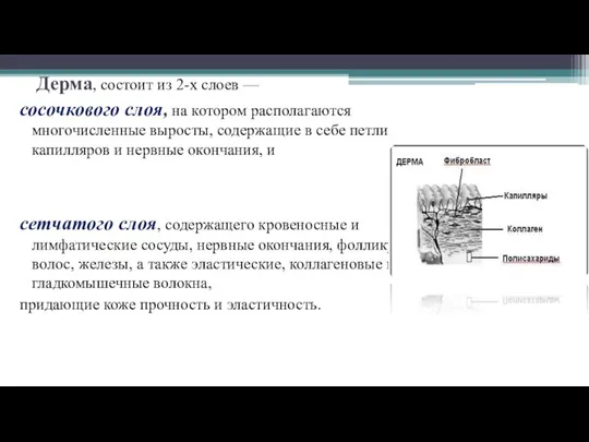 Дерма, состоит из 2-х слоев — сосочкового слоя, на котором располагаются многочисленные