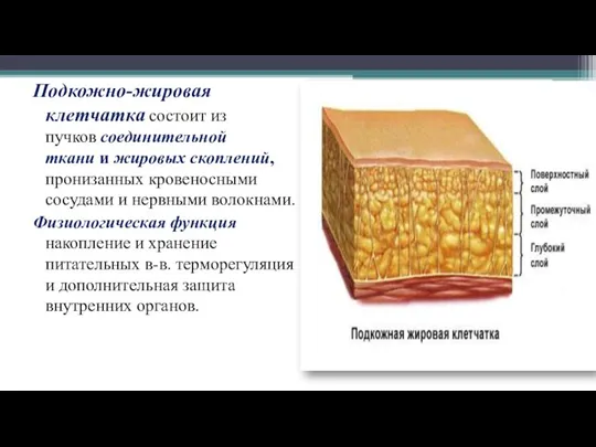 Подкожно-жировая клетчатка состоит из пучков соединительной ткани и жировых скоплений, пронизанных кровеносными